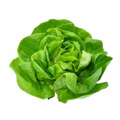 Lettuce Boston 200g Netherlands